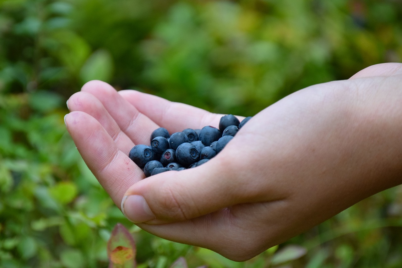 blueberries hand forest free photo