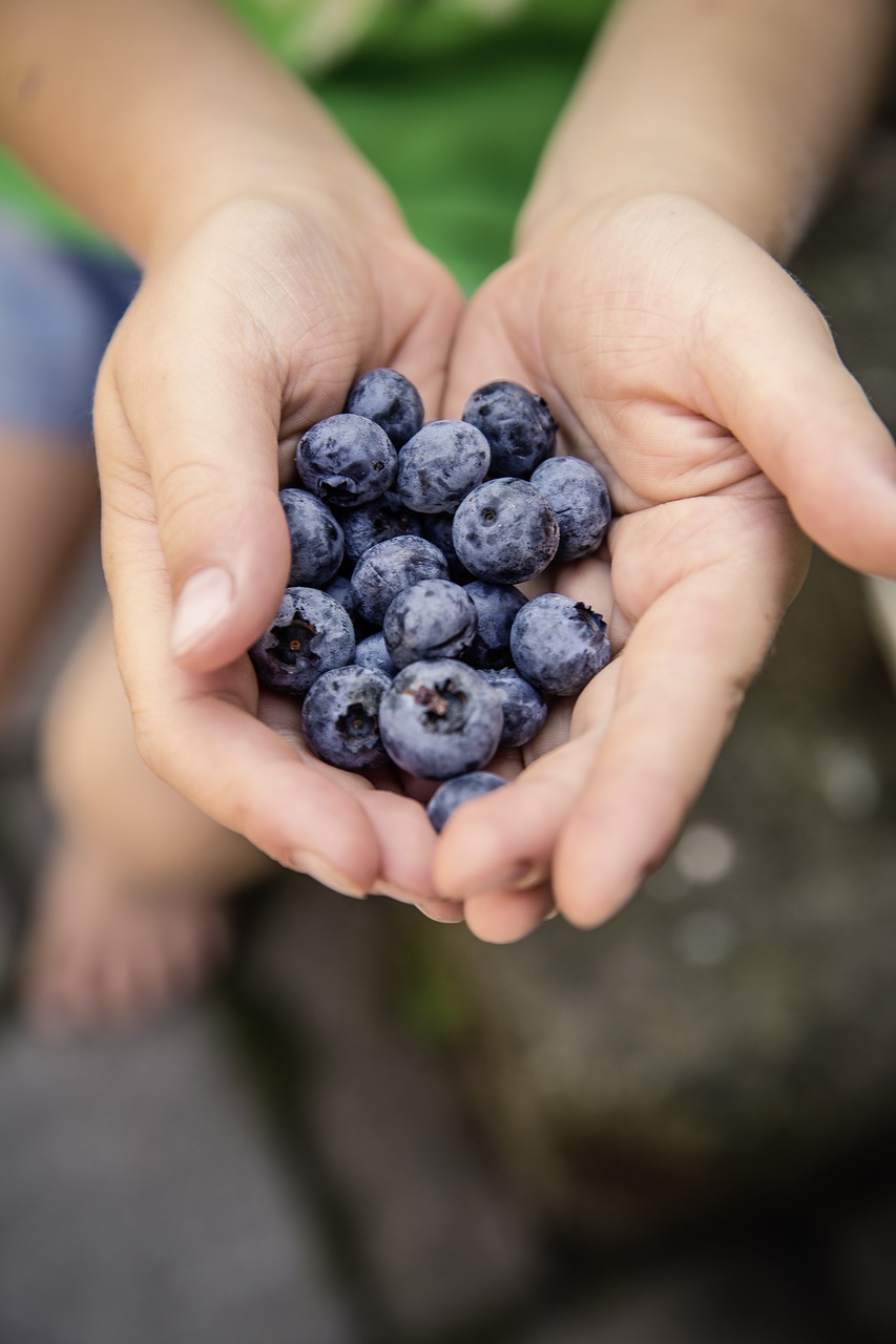 blueberries fruit fruits free photo