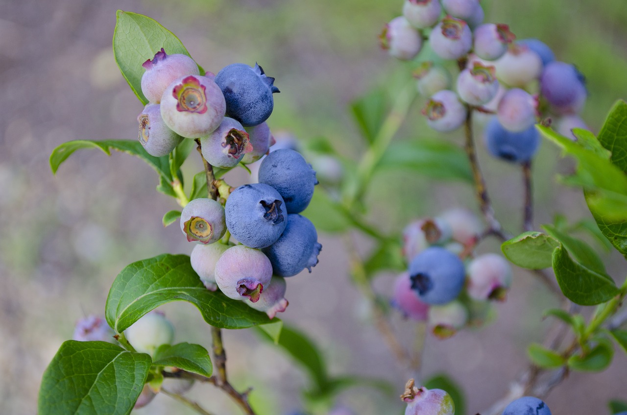 blueberries blueberry bush blueberry free photo
