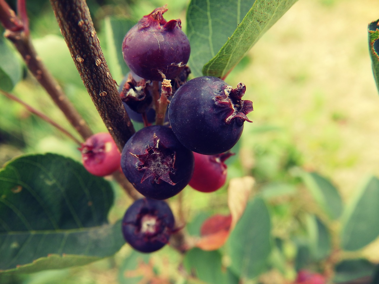 blueberries green nature free photo