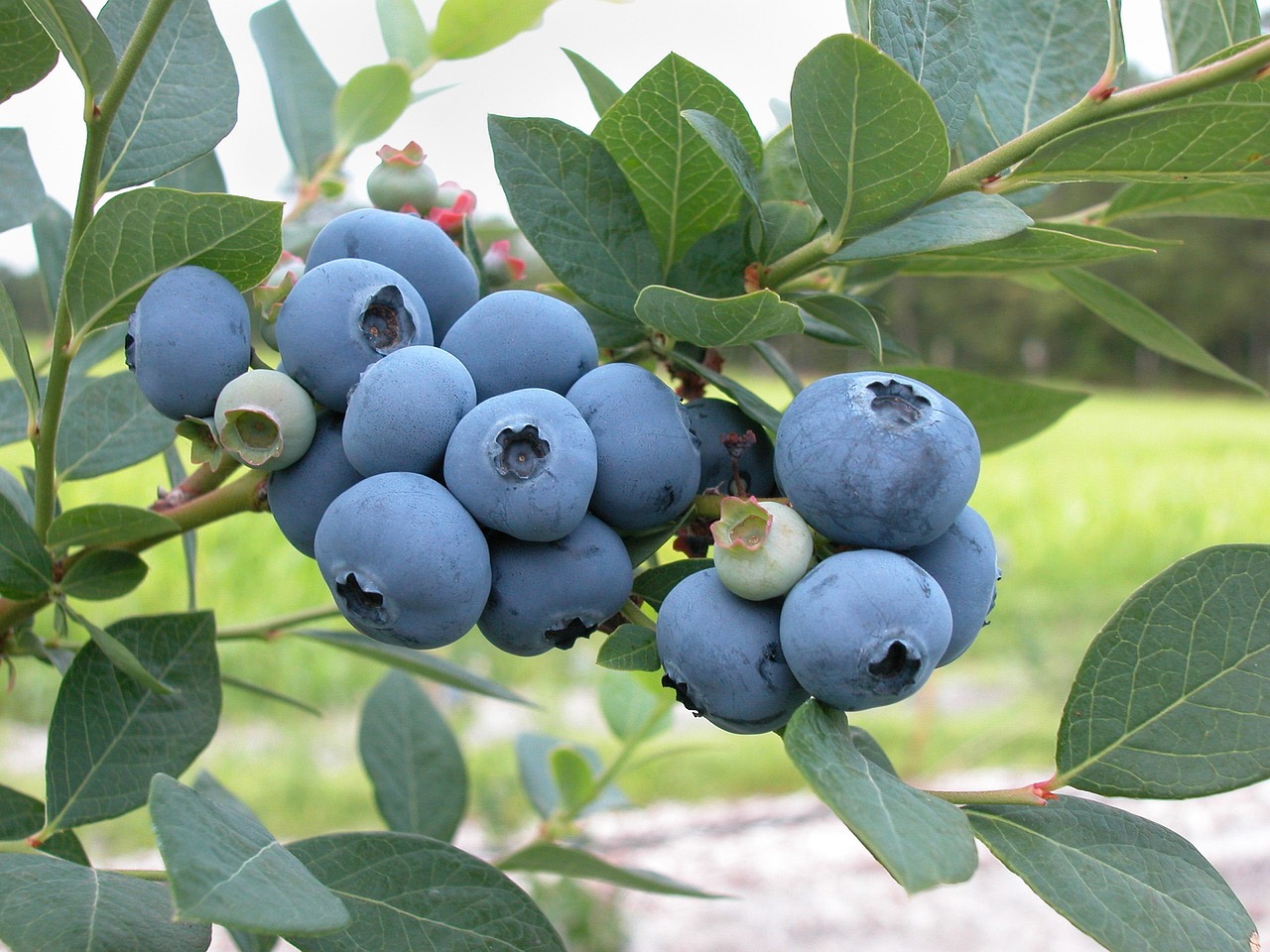 blueberries fruit fresh free photo