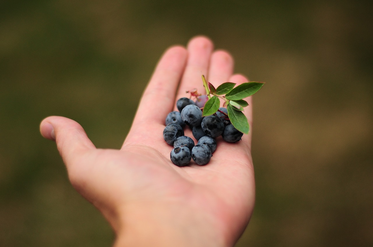 blueberries blue berries free photo