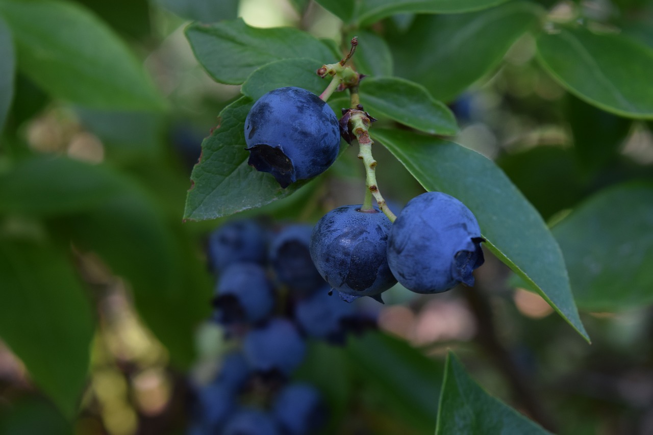 blueberries fruit blueberry free photo