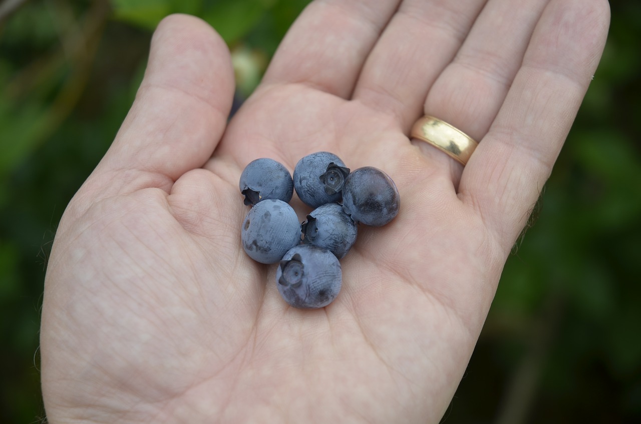 blueberries fresh picked fruit closeup free photo