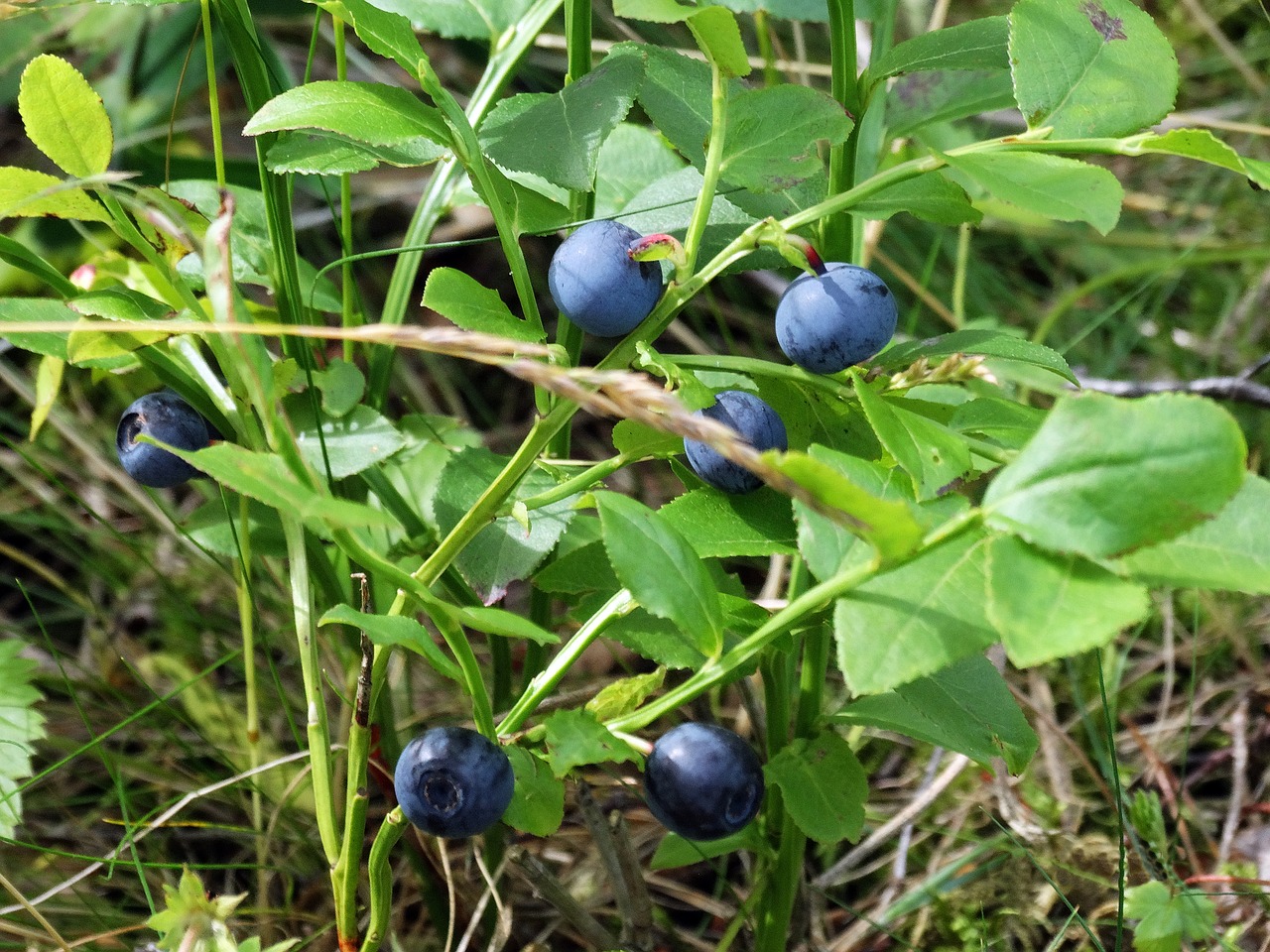 blueberries sprigs nature free photo