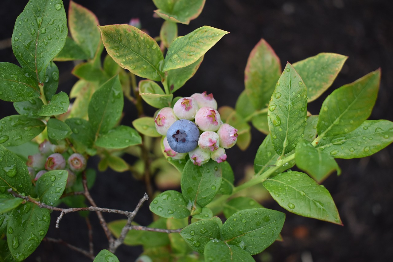 blueberries plant blueberry free photo