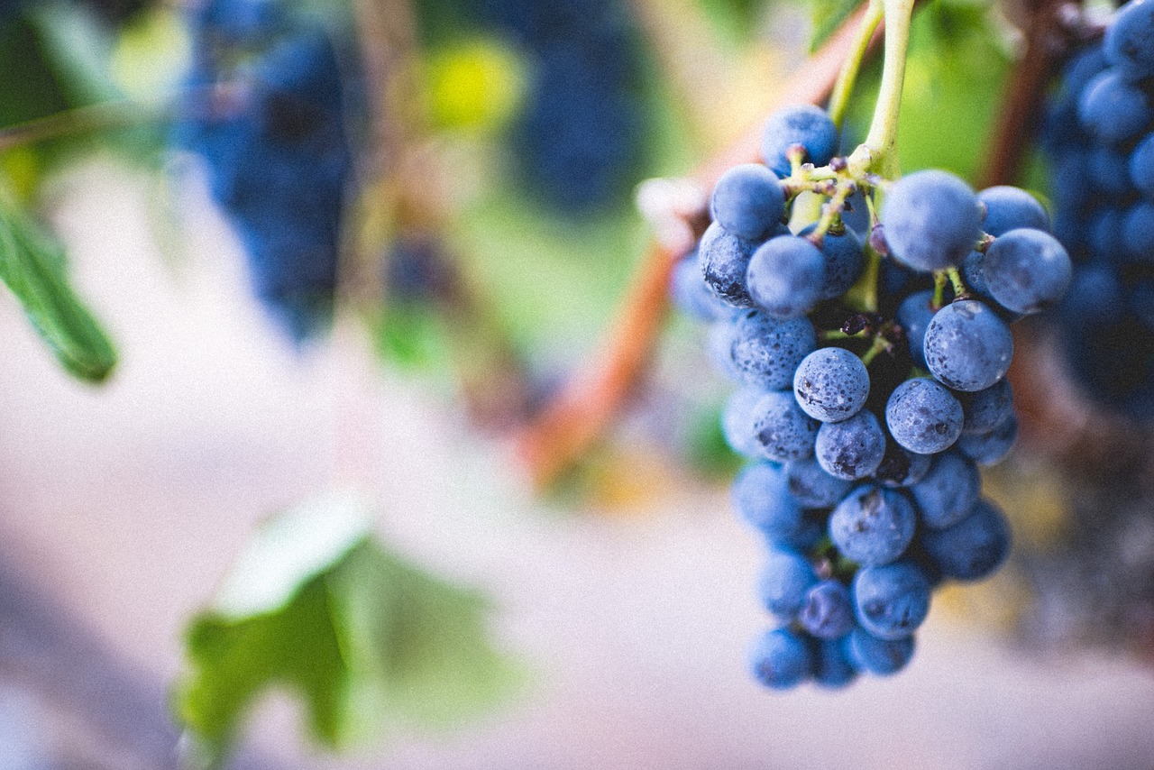 blueberries berry fruits free photo