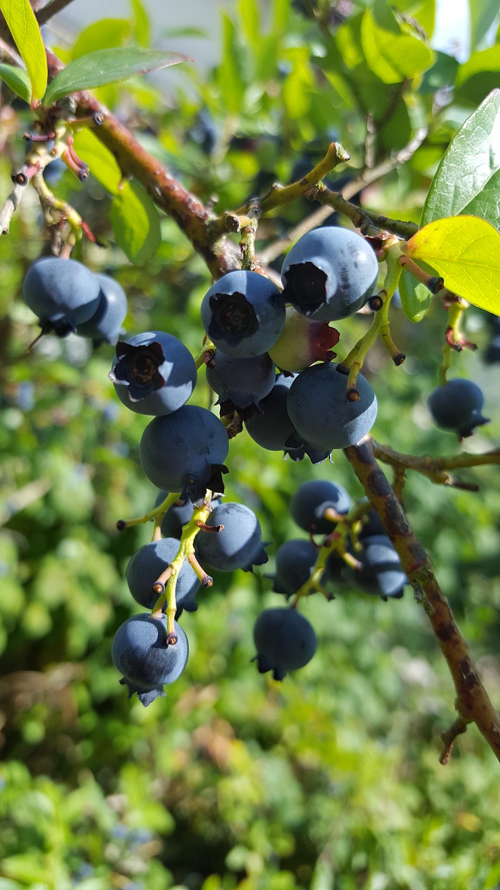 blueberries soft fruit summer fruits free photo