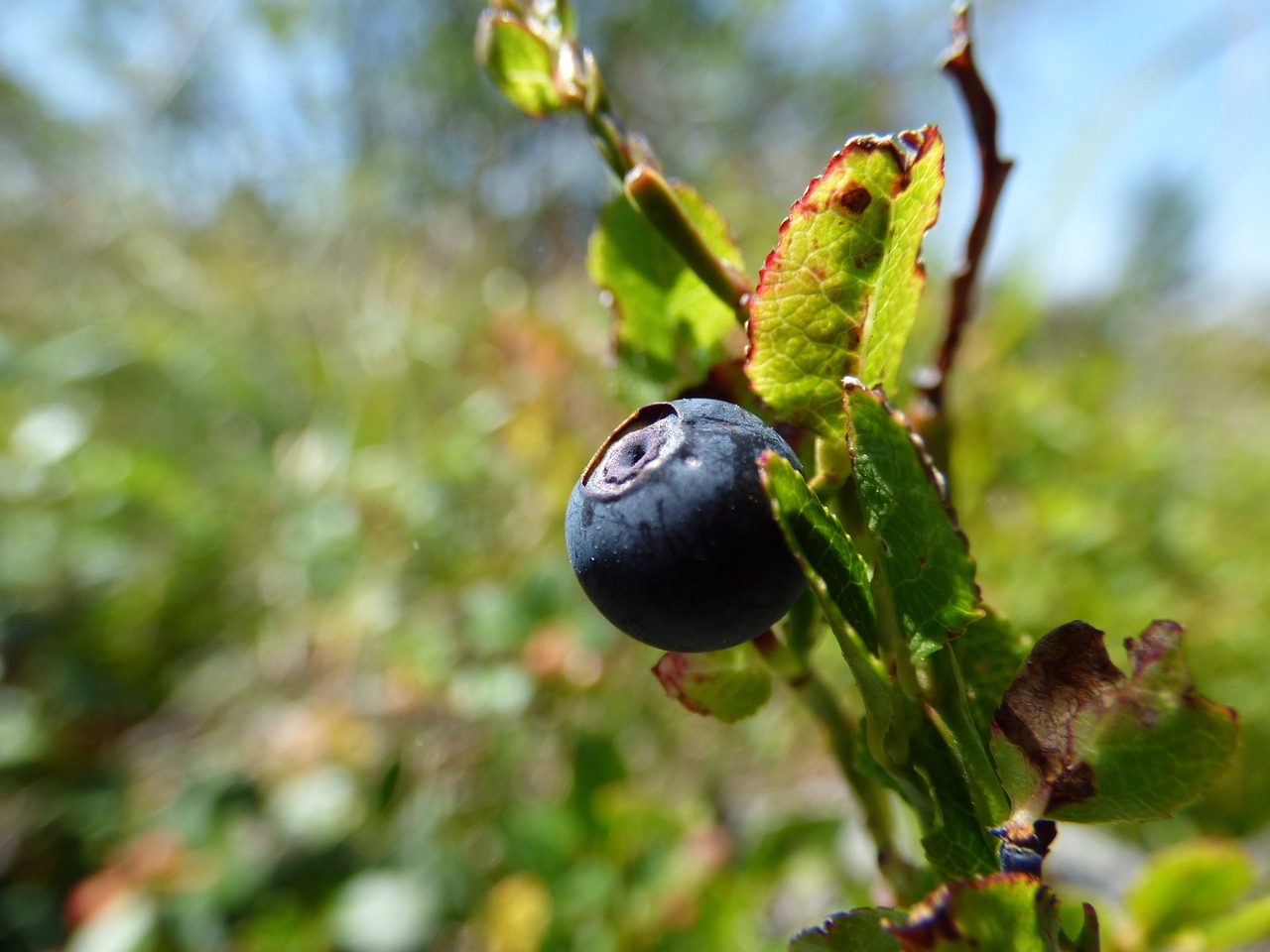 blueberries greenery mountain free photo