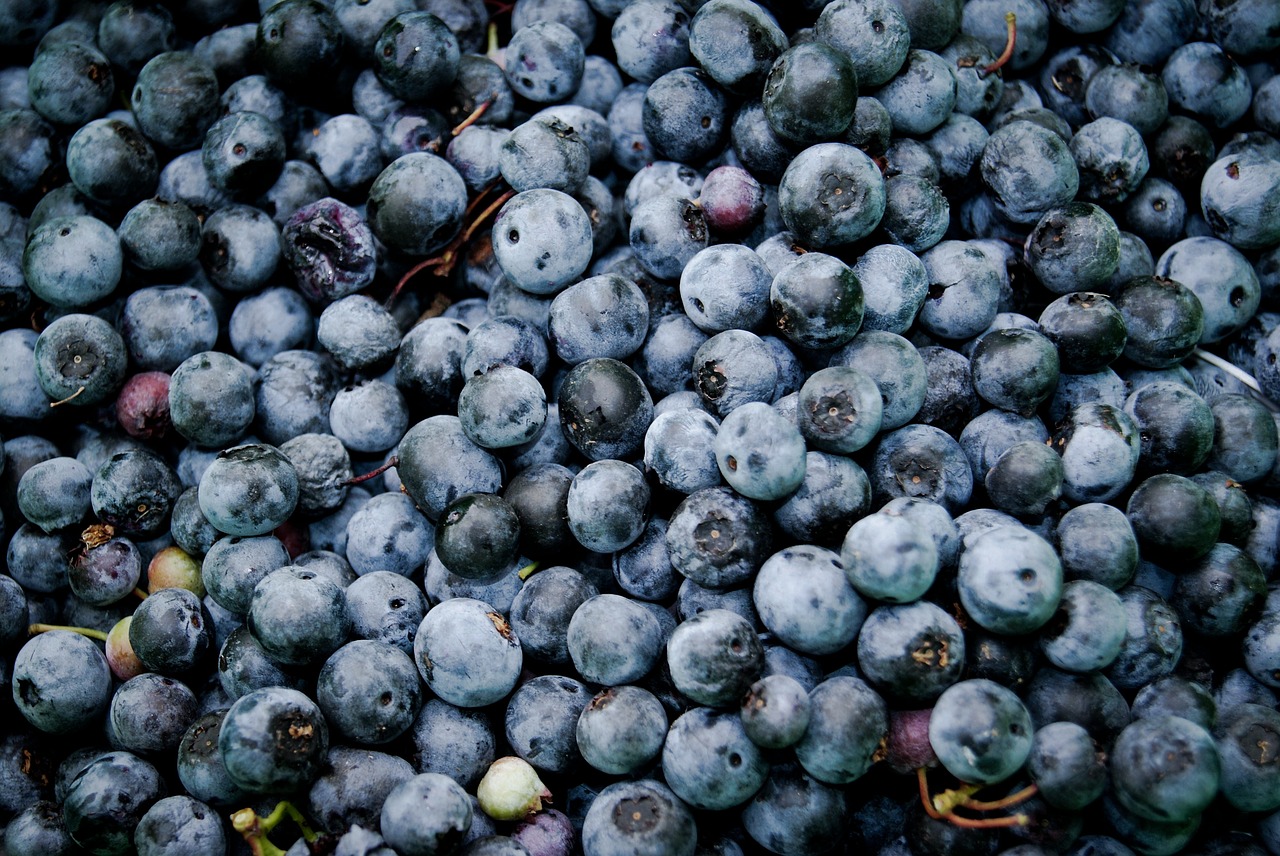 blueberries fruits food free photo