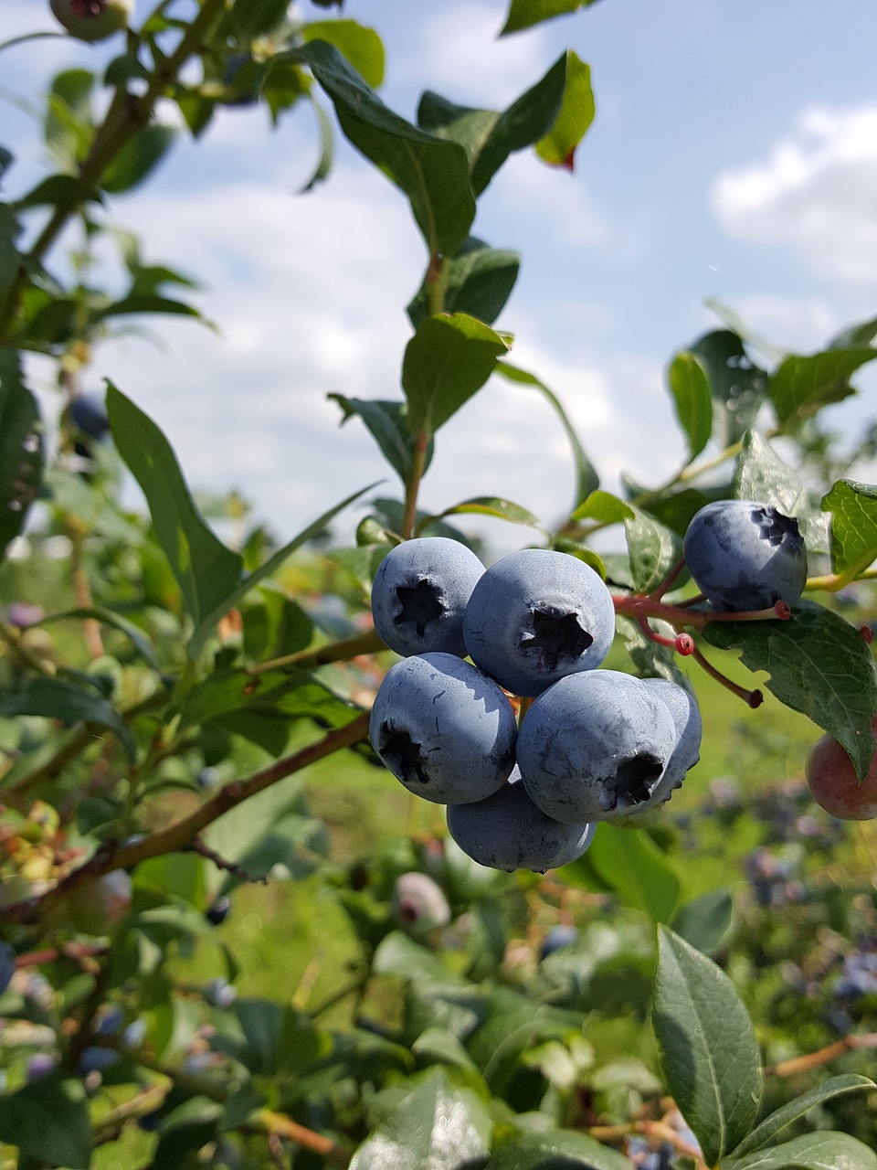 blueberries bickbeeren berries free photo