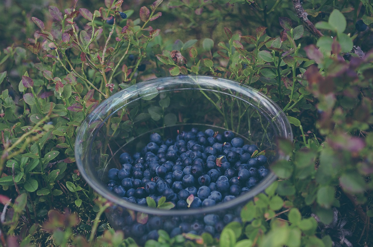 blueberries fruits healthy free photo