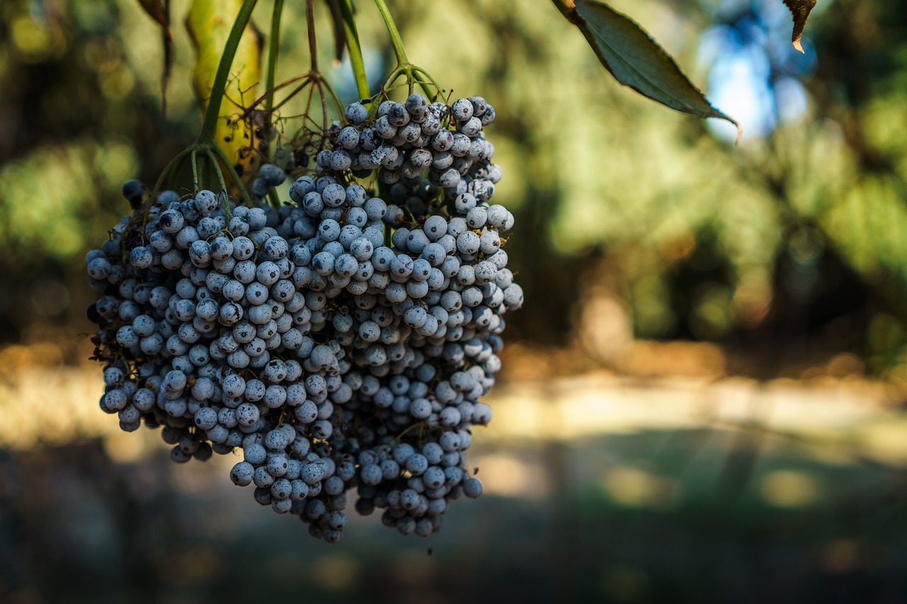 blueberries fruits food free photo