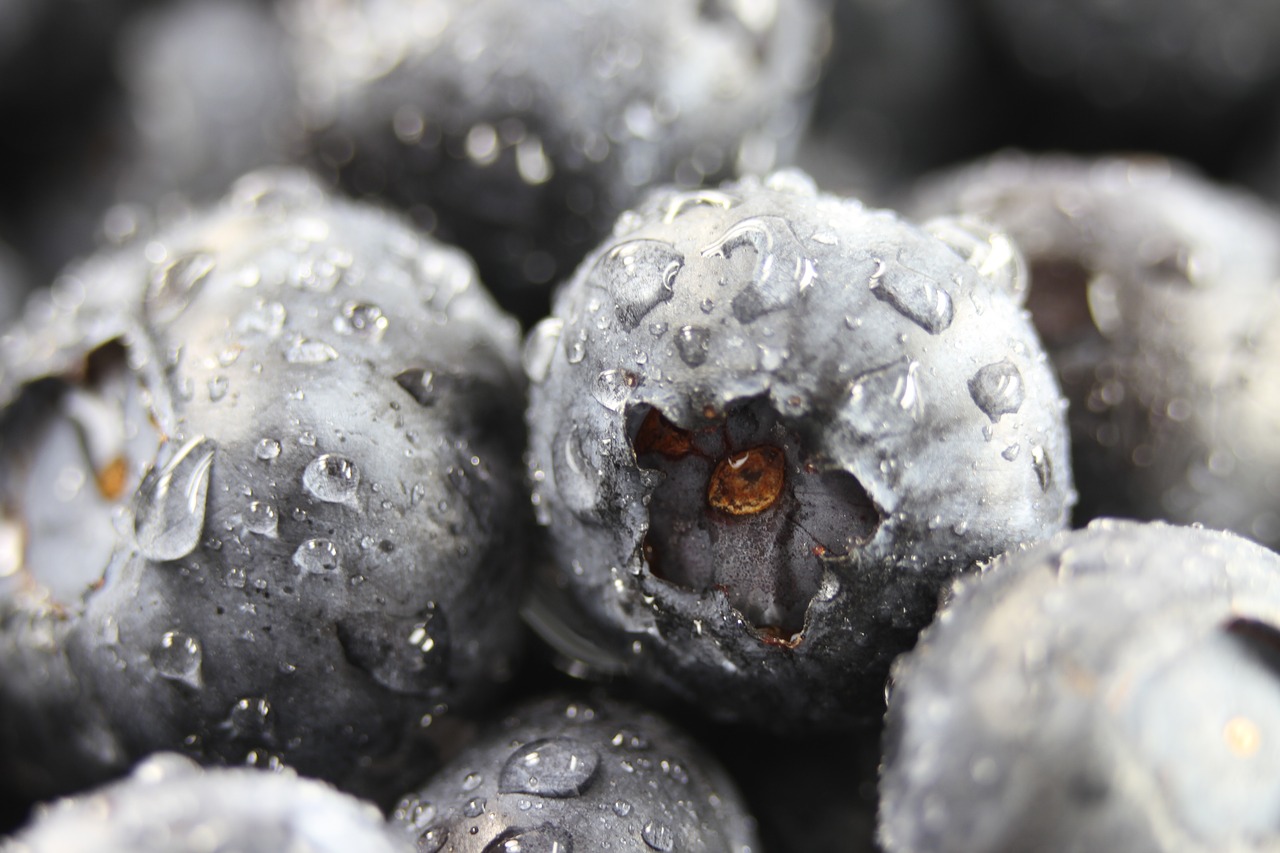blueberries closeup fresh free photo