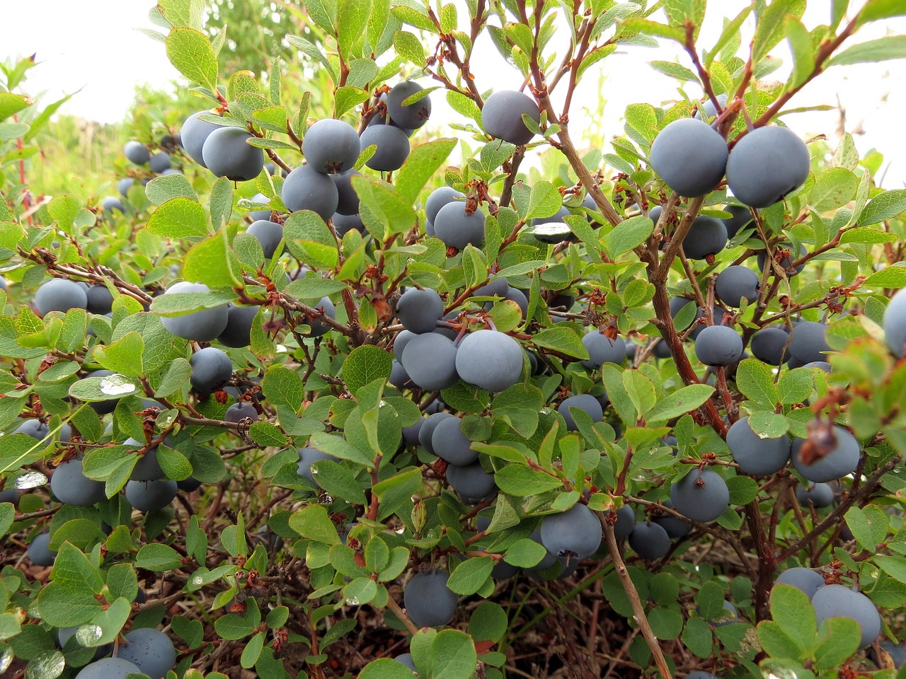 blueberries berry wild berry free photo