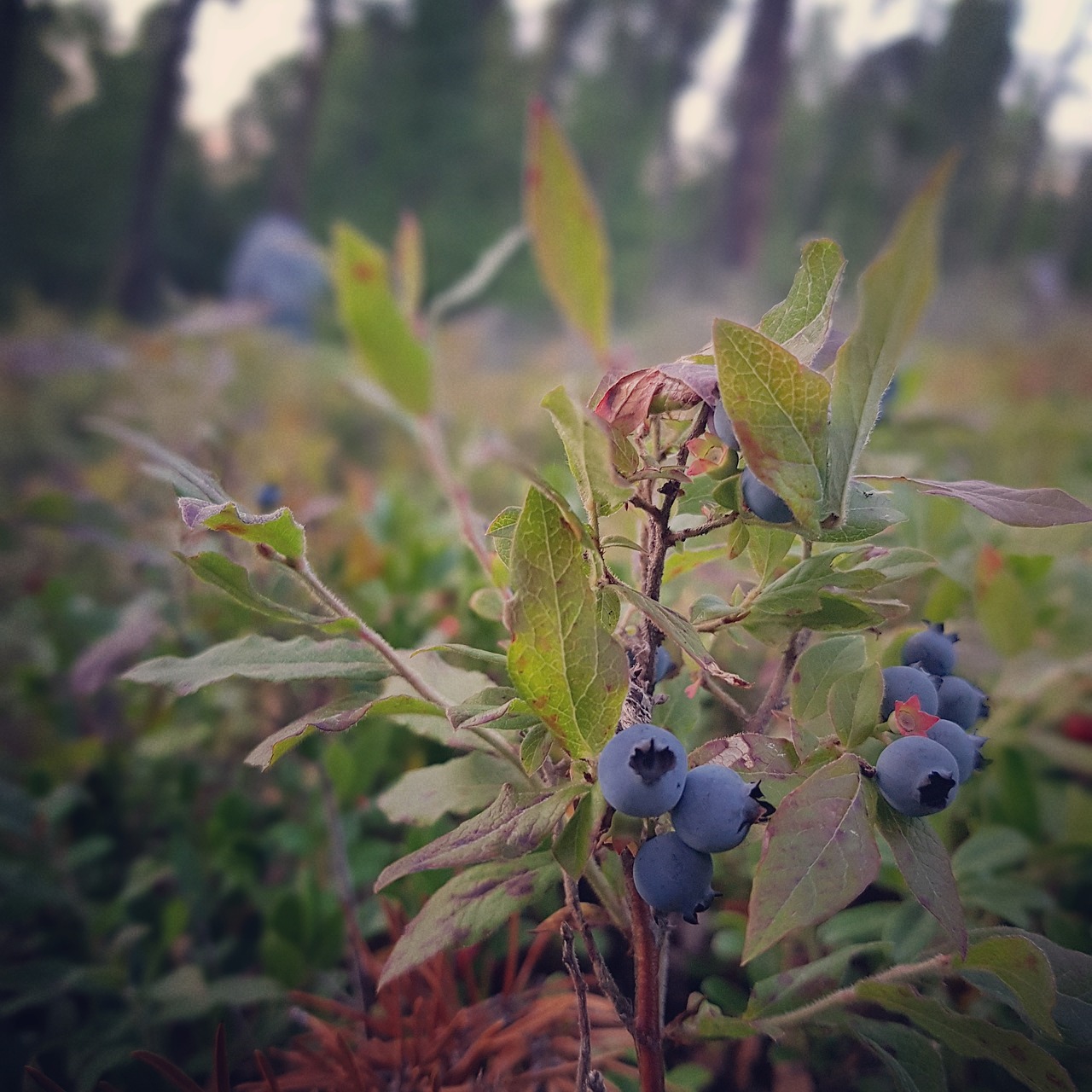 blueberries blueberry bush berry picking free photo