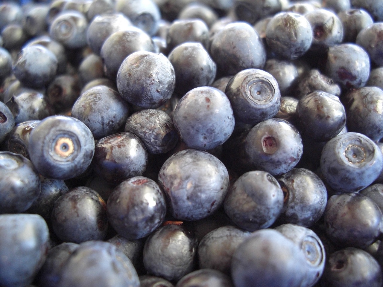 blueberries fruits eat free photo