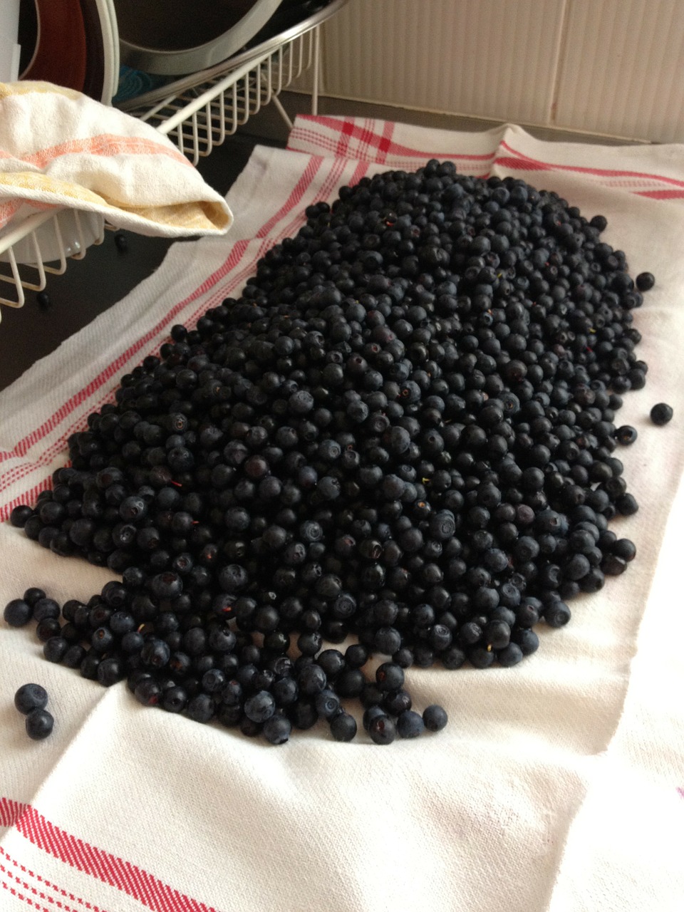 blueberries berries food free photo