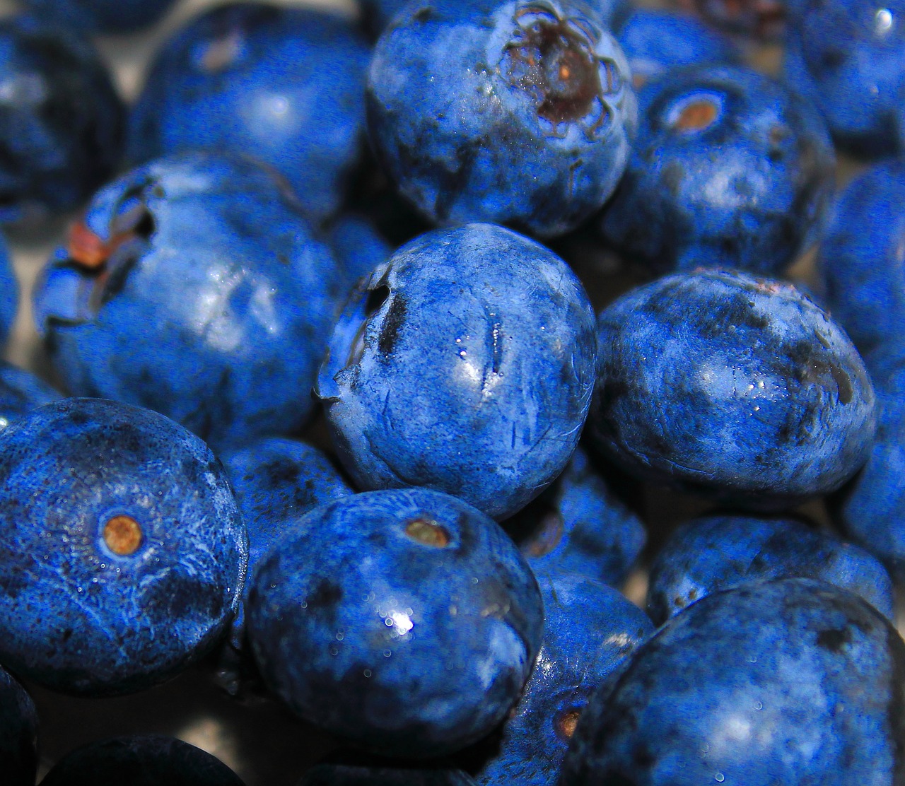 blueberries fruit blueberry free photo