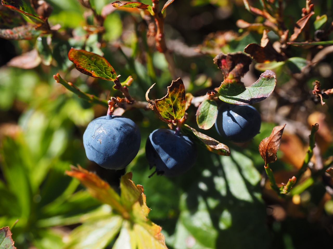 blueberries ripe blue free photo