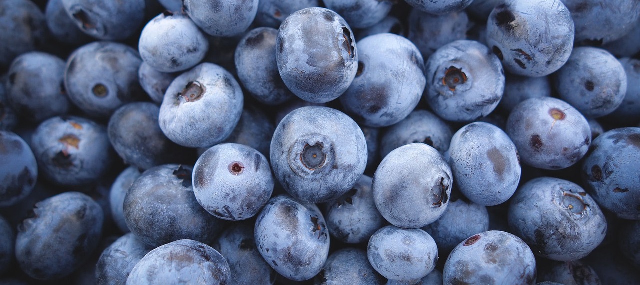 blueberries blue berry free photo