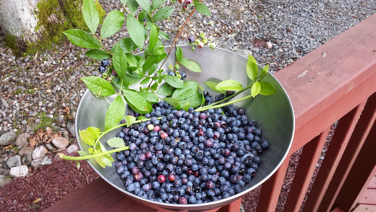 blueberries berries fruit free photo