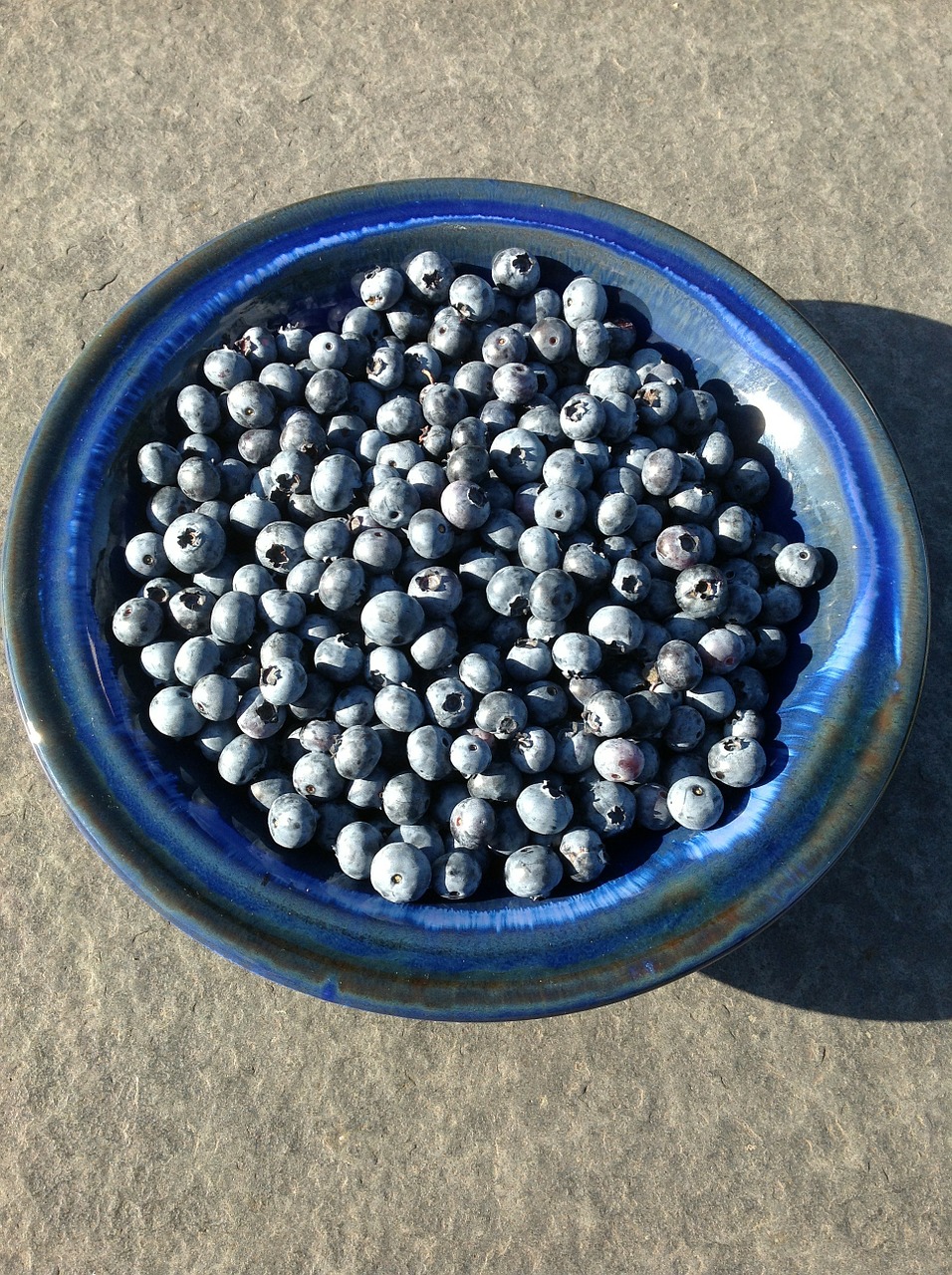 blueberries blue berries scale free photo