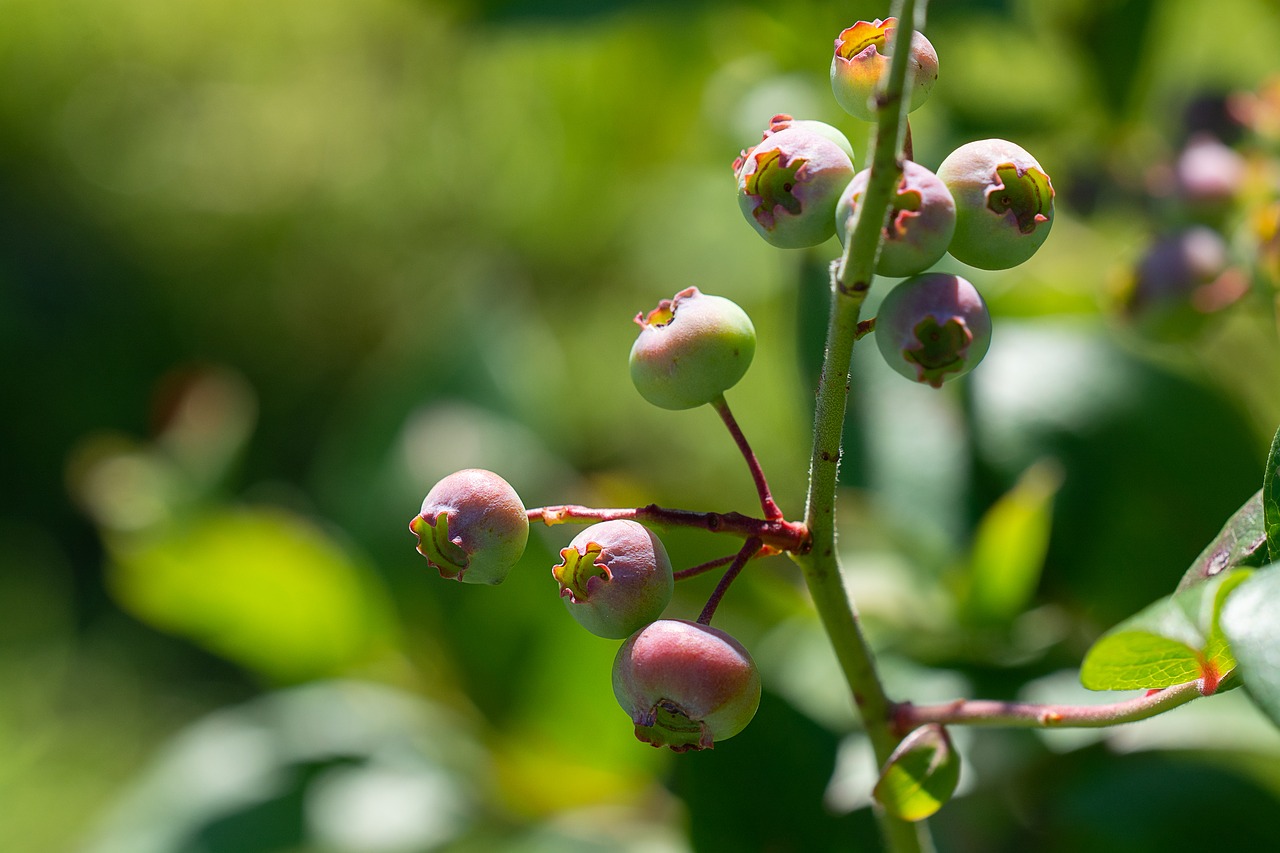 blueberries  immature  ripening process free photo