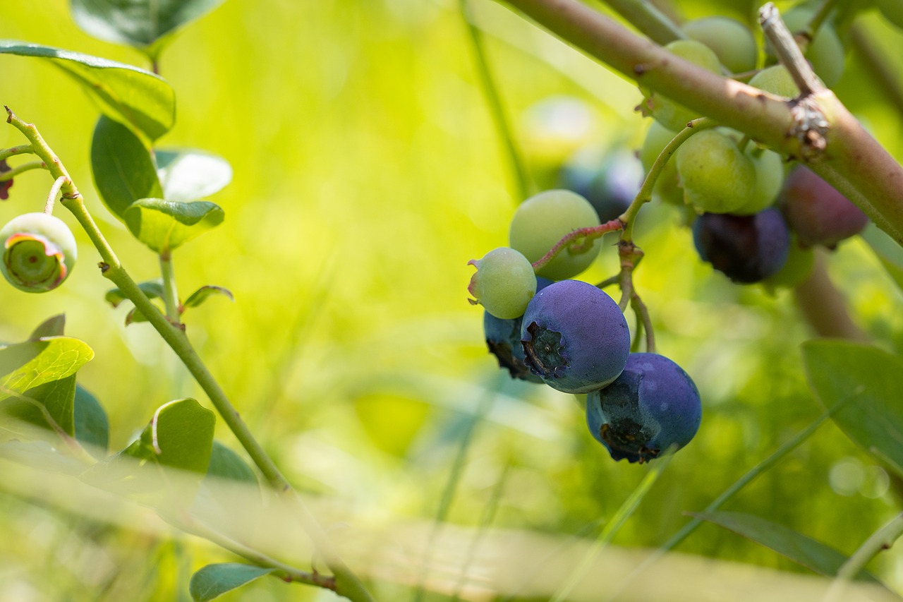 blueberries  mature  ripening process free photo