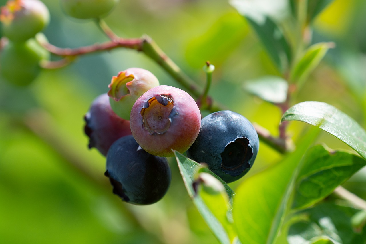 blueberries  garden  in the garden free photo