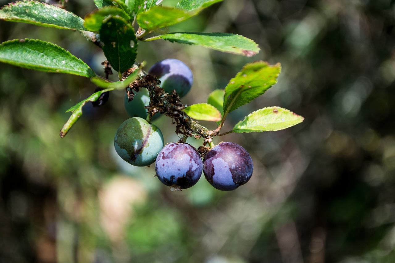 blueberries  berries  fruit free photo