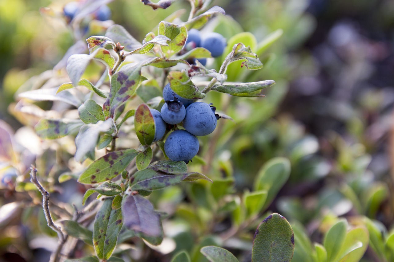 blueberries  canada  blueberry plant free photo