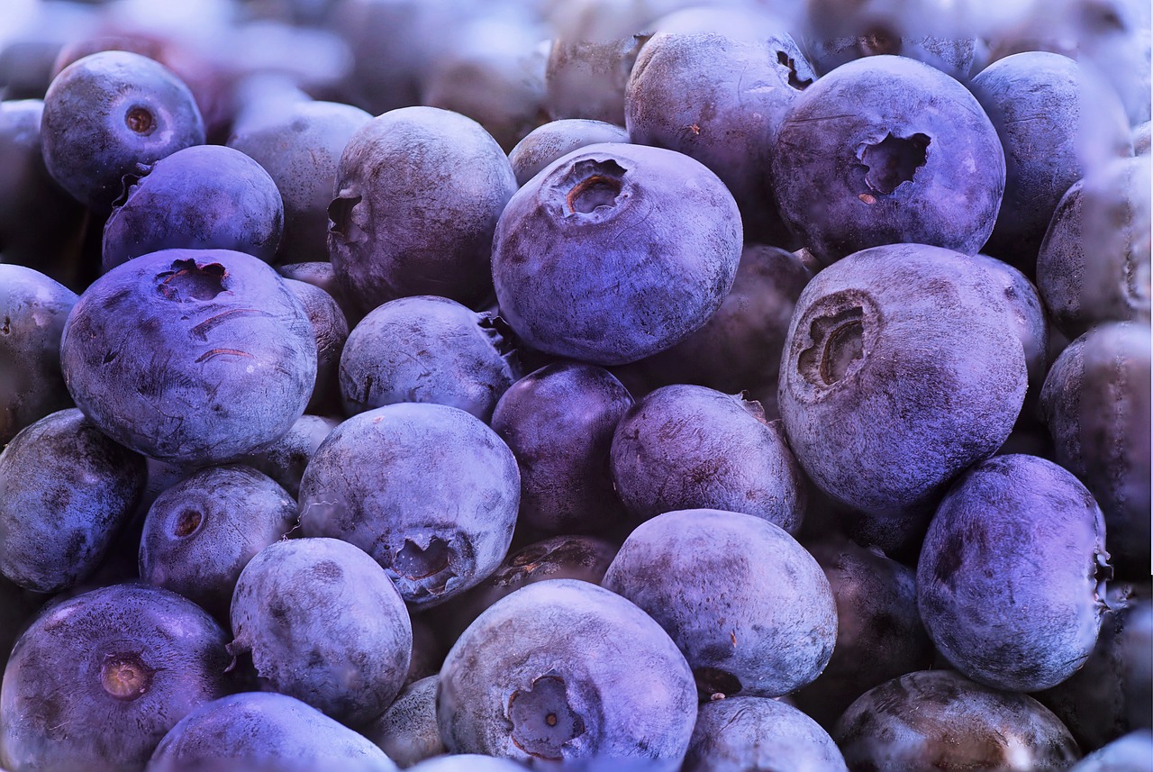 blueberries  macro  fruit free photo