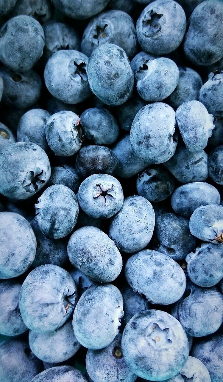 blueberries  fruit  blue free photo