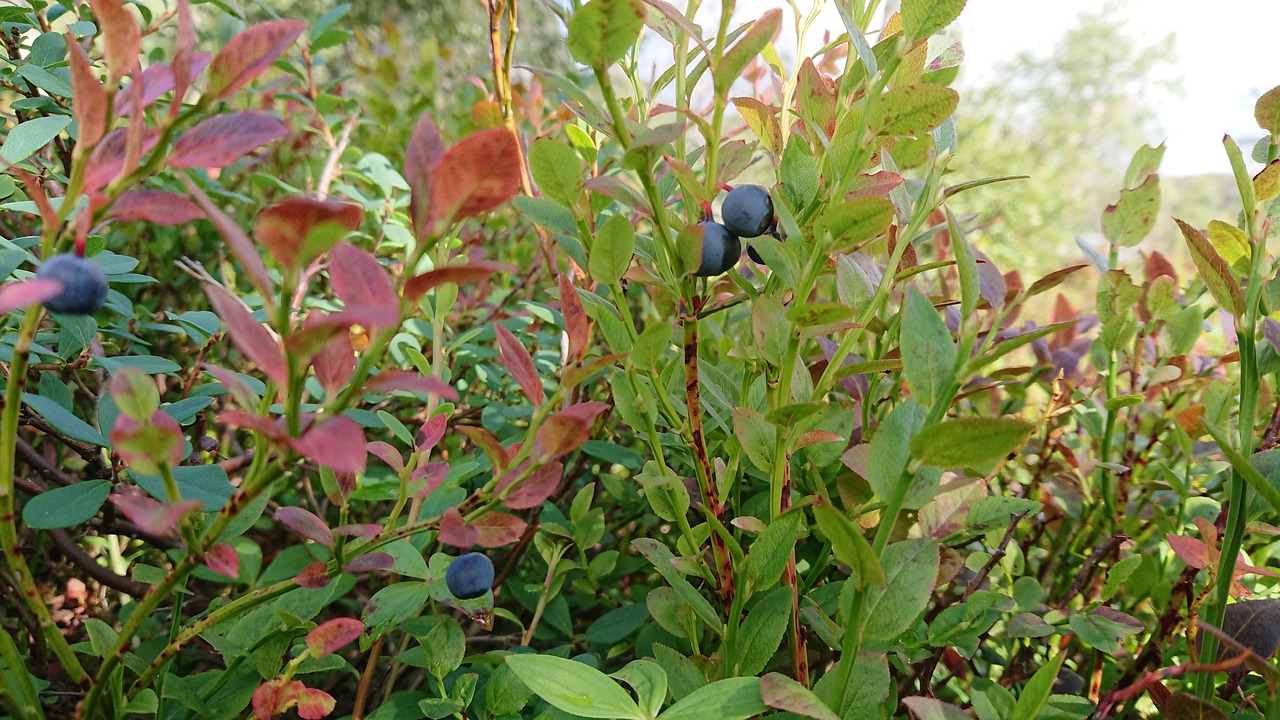 blueberries  autumn  botany free photo