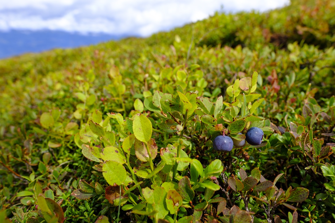 blueberries  berries  wild blueberry free photo