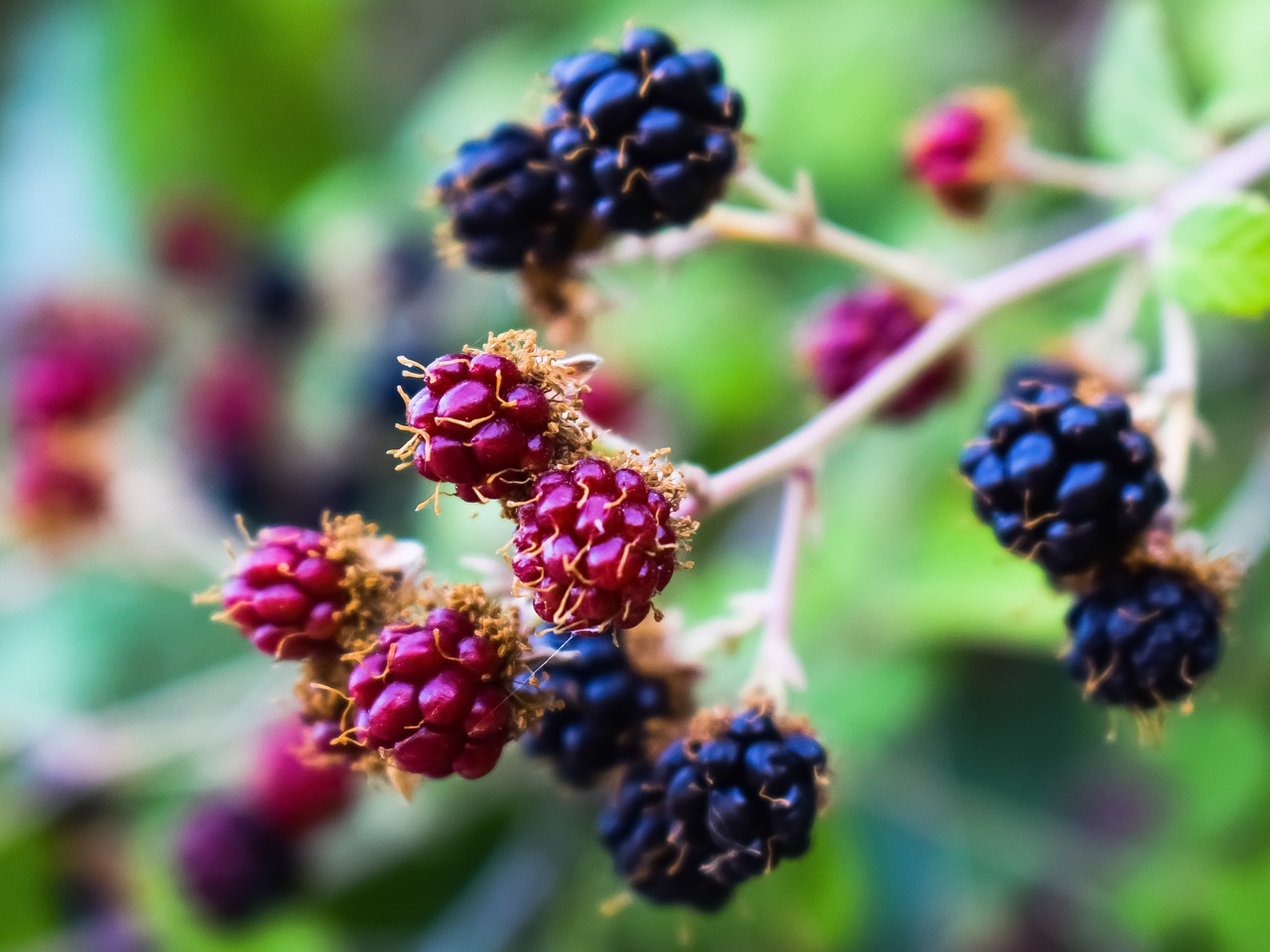 blueberries  fruit  food free photo