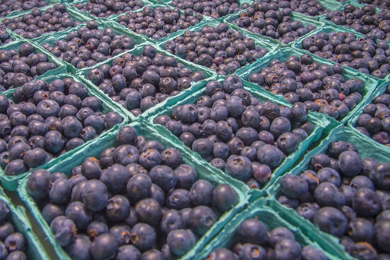 blueberries  fresh  fruit free photo