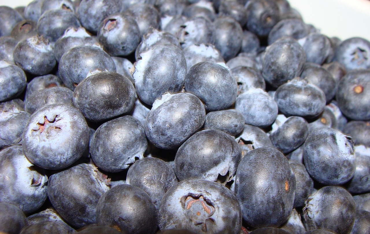 blueberries  blue  fruit free photo