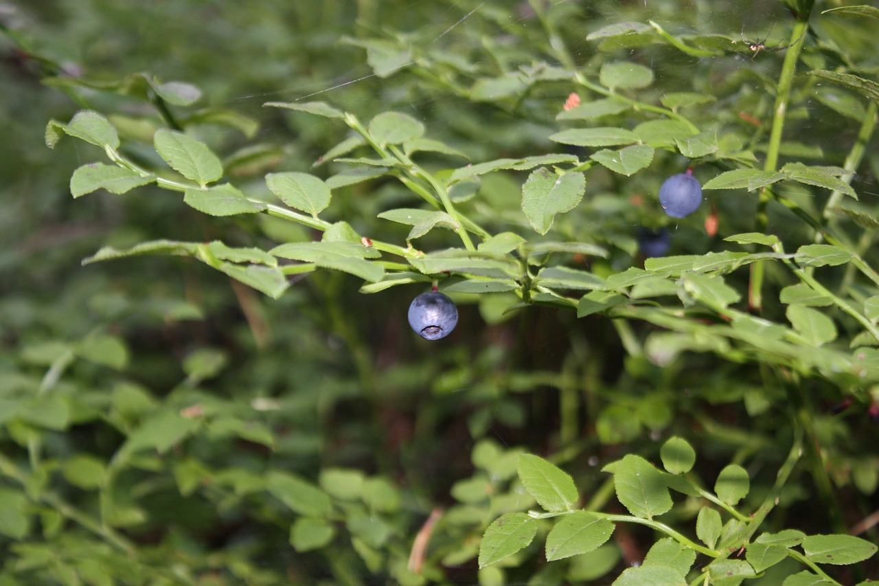 blueberries  blueberry  berries free photo