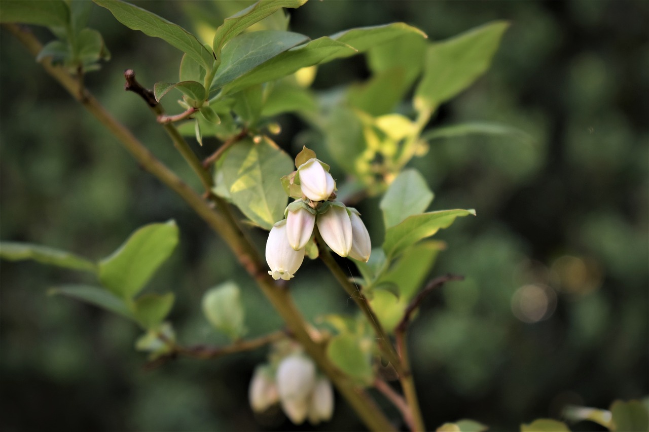 blueberries  flowers  leaves free photo