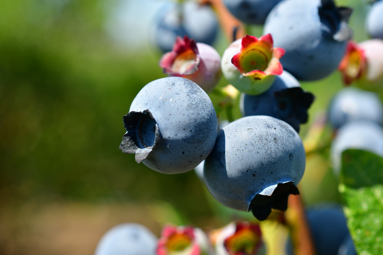 blueberries  superfoods  antioxidants free photo