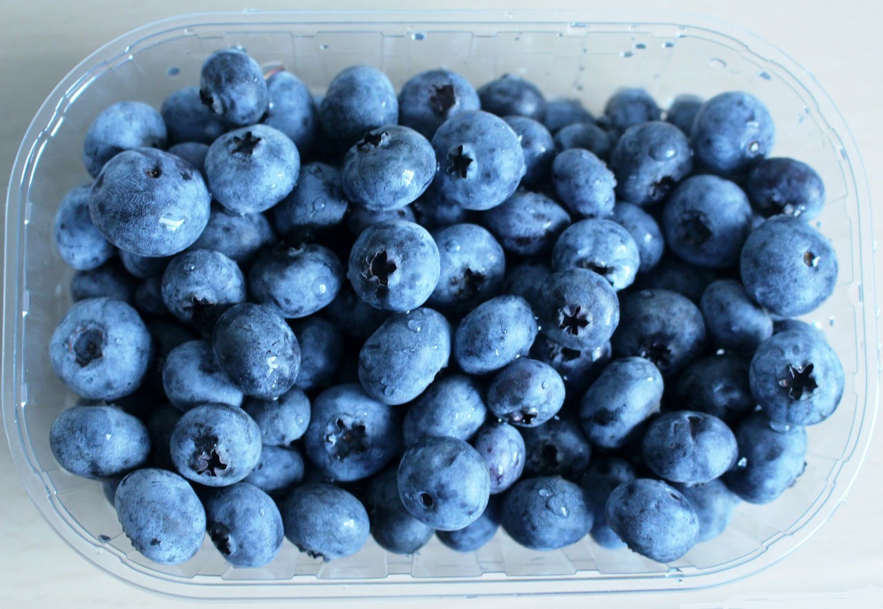 blueberries berries fruits free photo