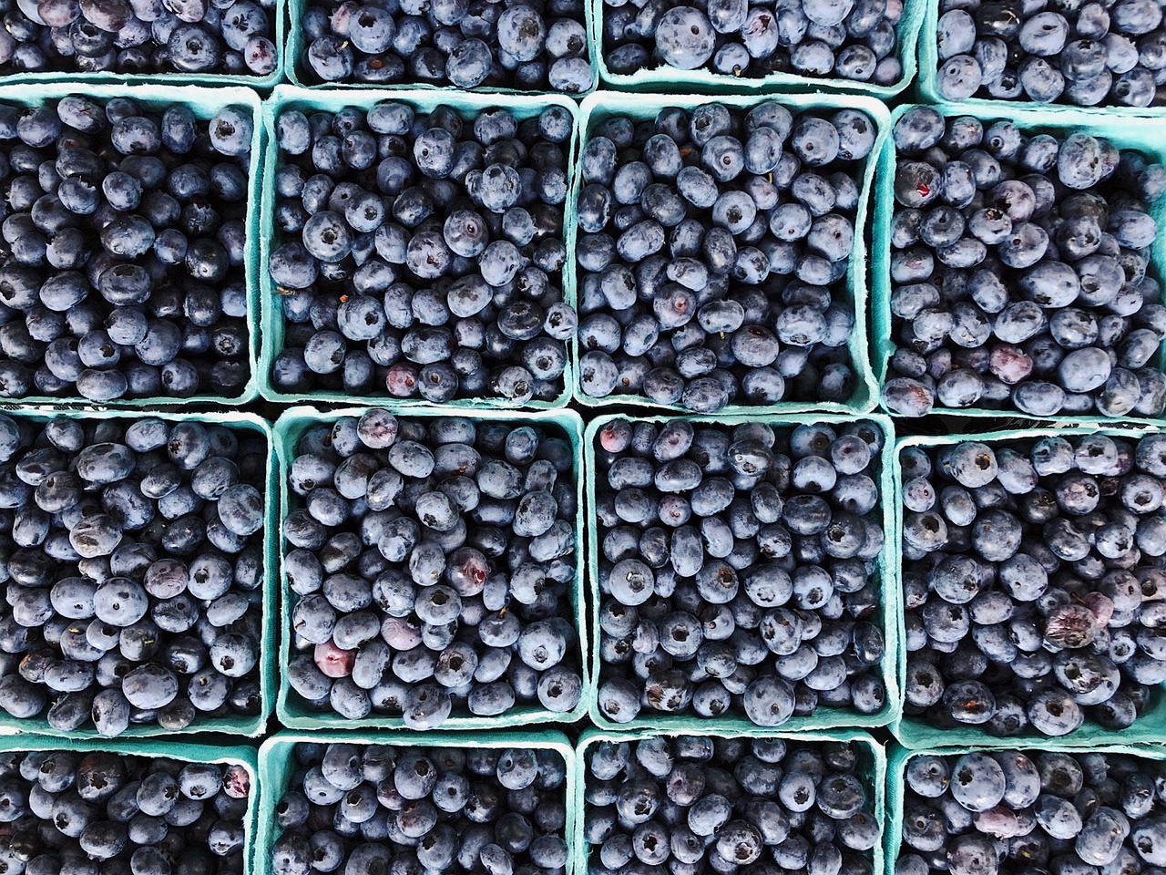 blueberries  berries  fruit free photo