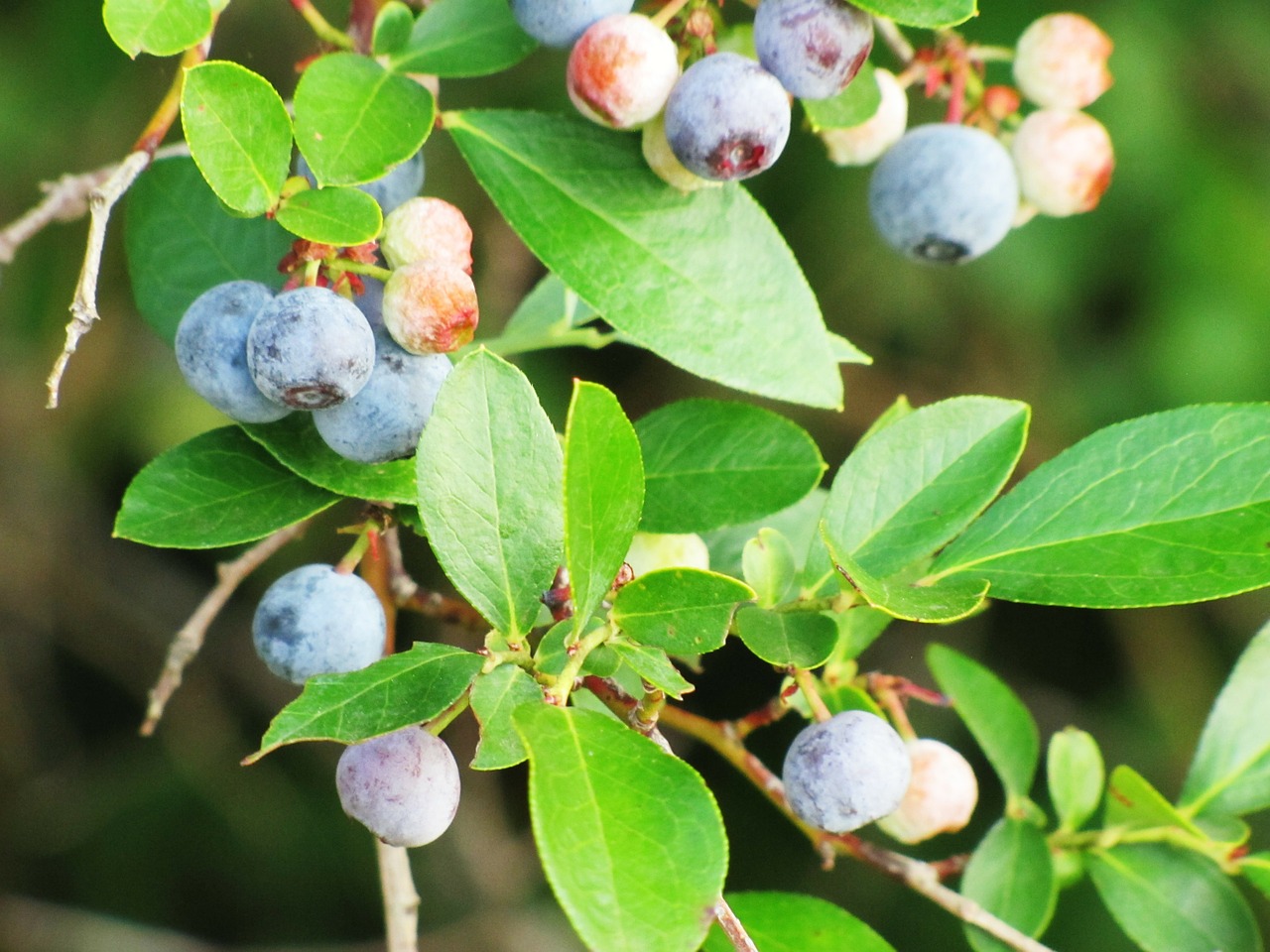 blueberries berry fruit free photo