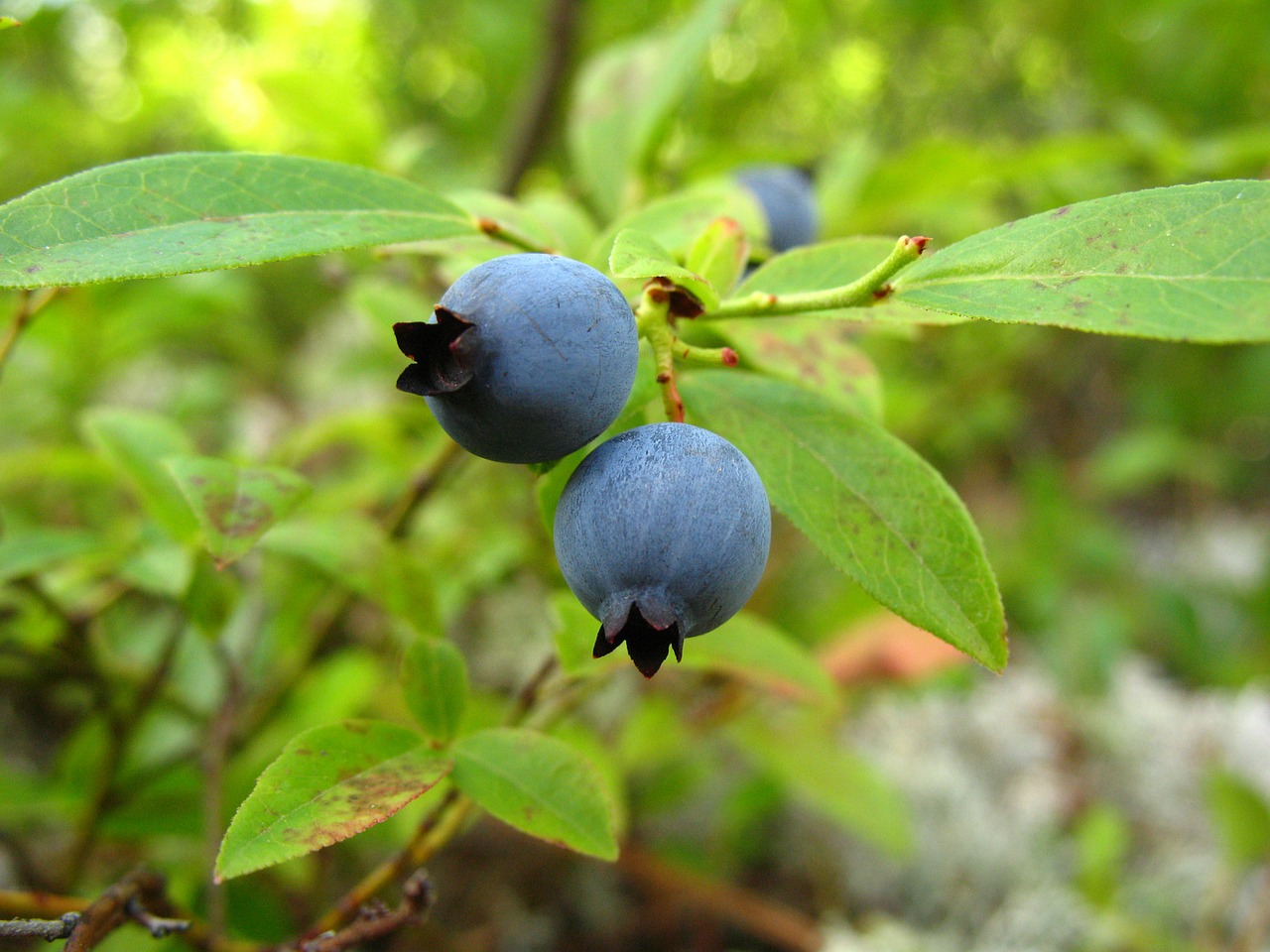blueberries wild plant free photo