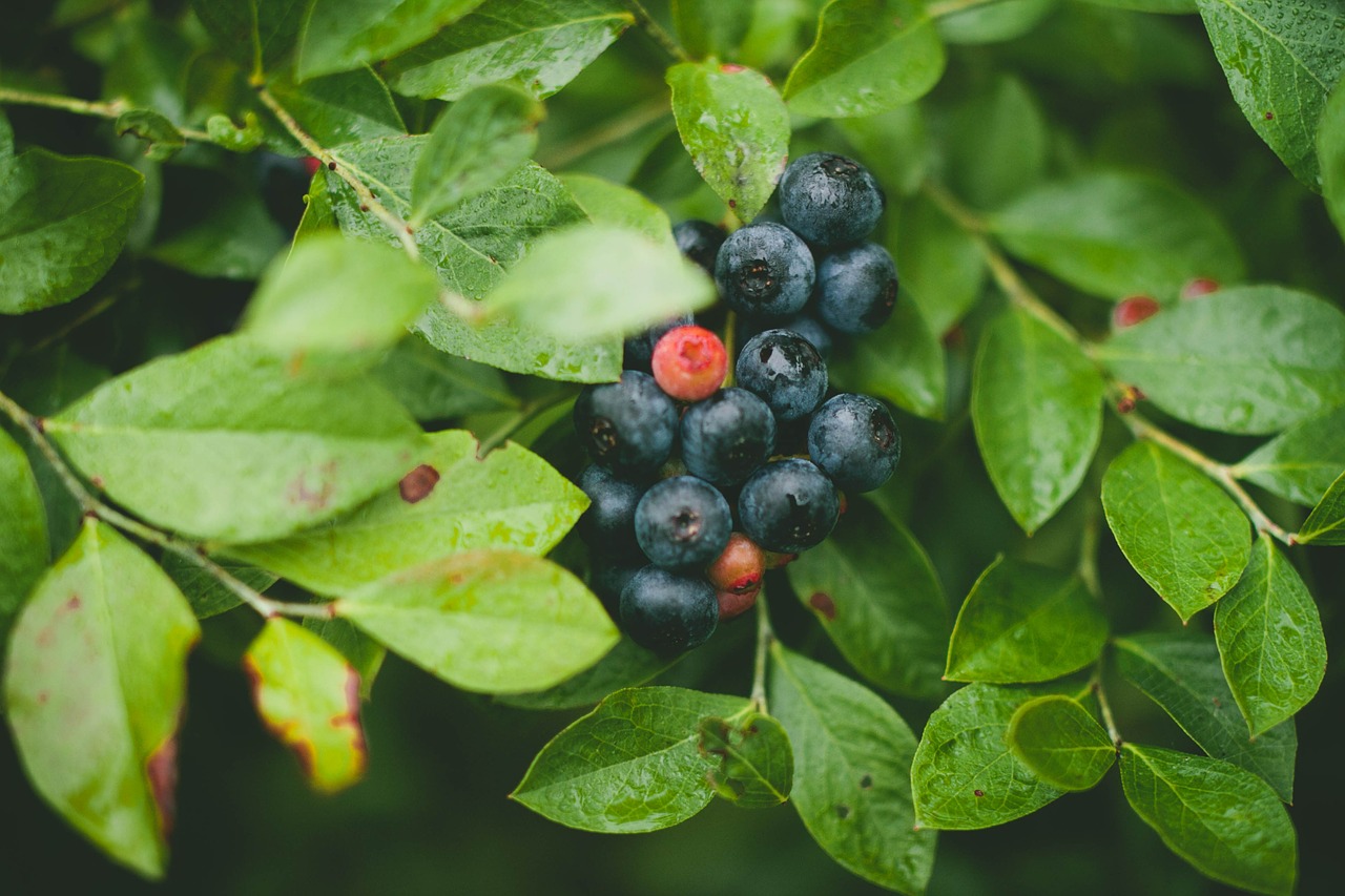 blueberries berries food free photo