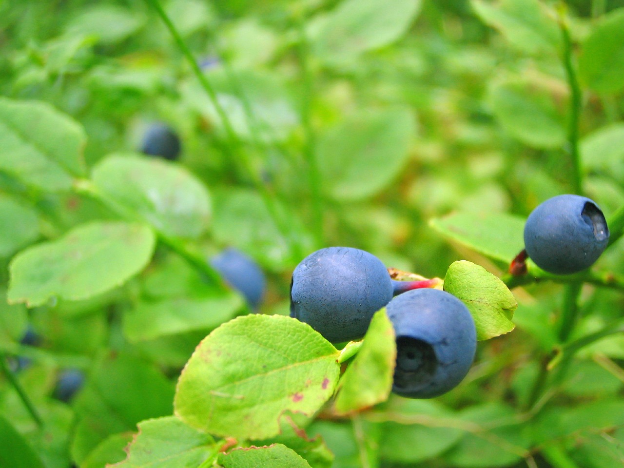 blueberries growing close view free photo