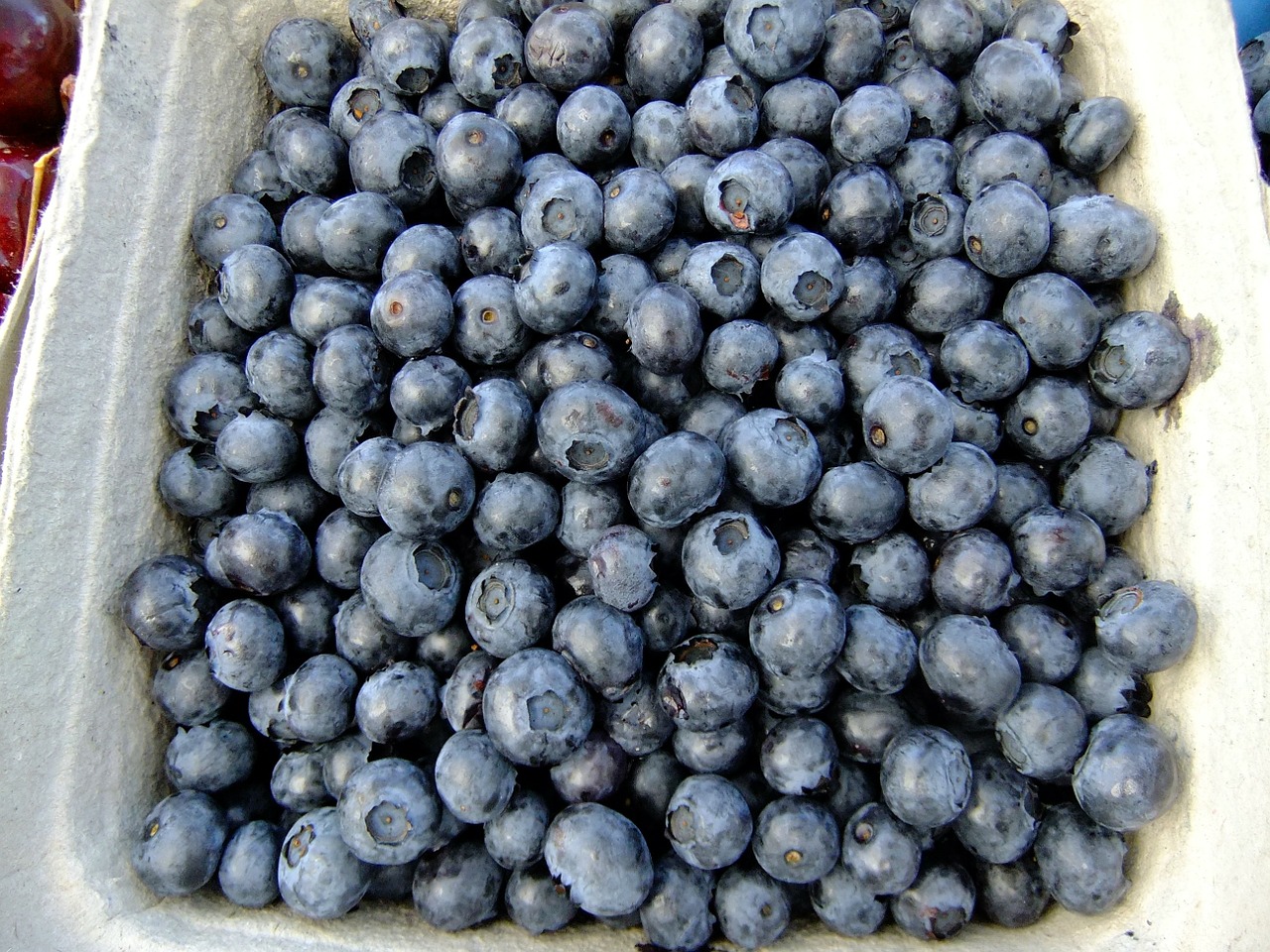 blueberries fruit eat free photo