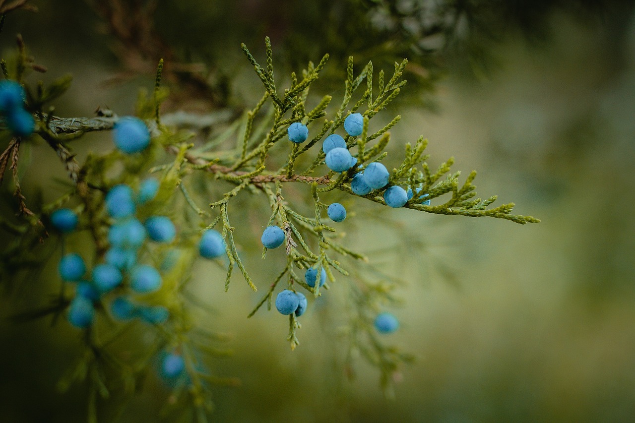 blueberries berries ripe free photo